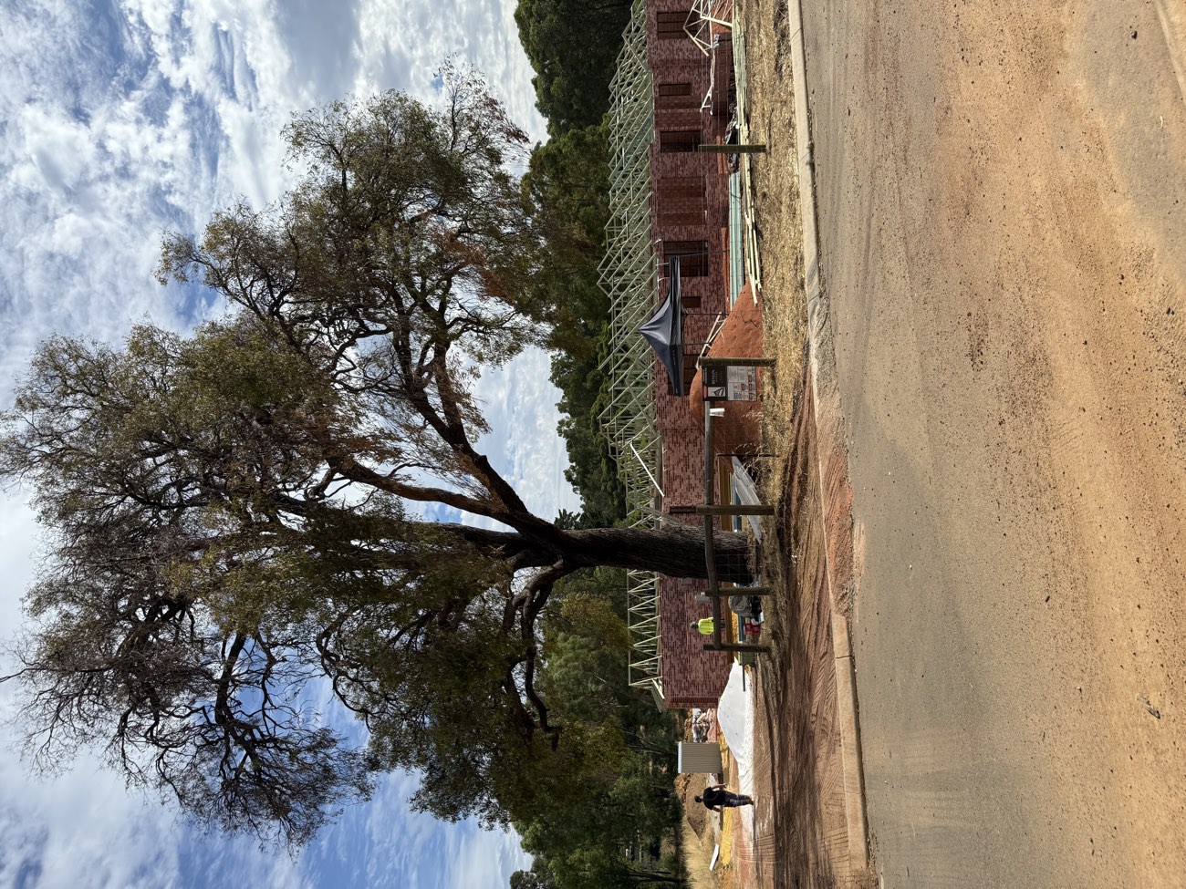 Roof truss frame erected on a new brick home beside a large gum tree